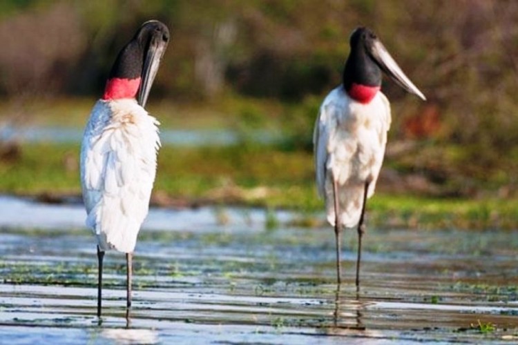 Corrientes será sede de la Feria de Aves de Sudamérica