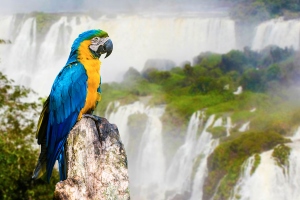 Iguazú es un referente del turismo sustentable argentino