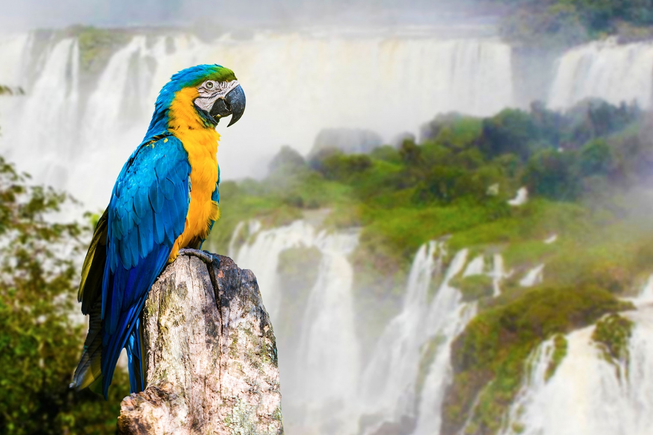 Iguazú es un referente del turismo sustentable argentino