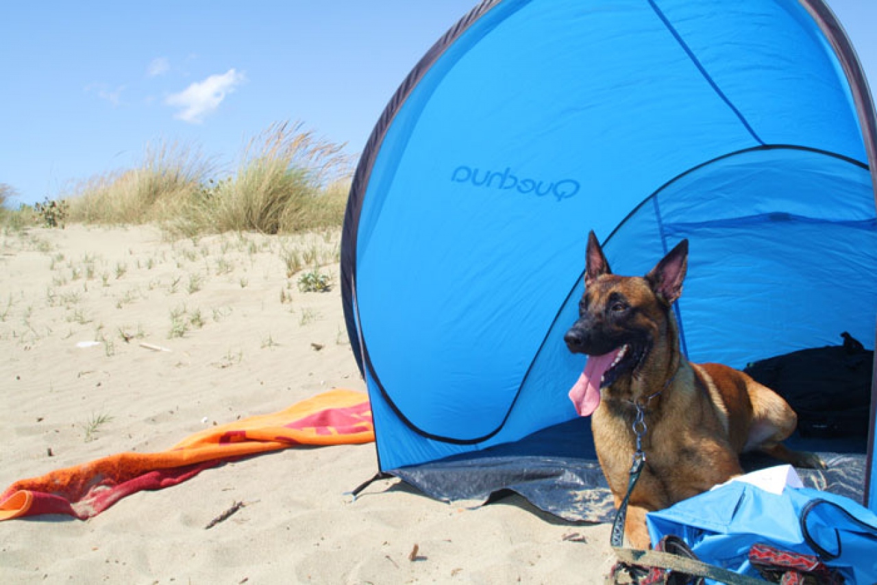 Los turistas abonarán un impuesto por sus perros