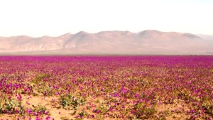 Chile tendrá una nueva área protegida