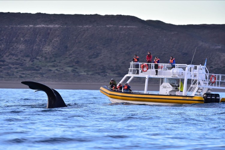 Puerto Madryn se posicionó como el más elegido por los turistas