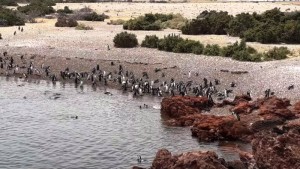 Punta Tombo batió su récord de visitas