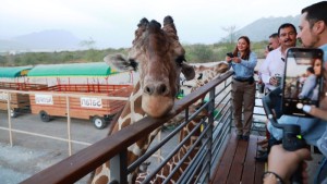 Un hotel con jirafas y animales exóticos