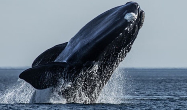 Ya se divisaron las primeras ballenas del año en Península Valdés