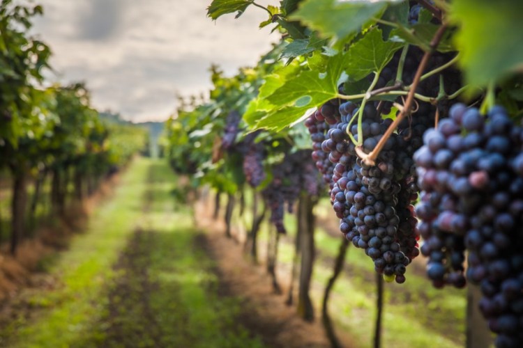 San Juan realizará el Encuentro Nacional de Turismo del Vino