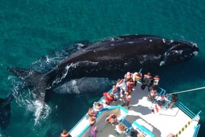 Cuenta regresiva para la temporada de avistaje de ballenas