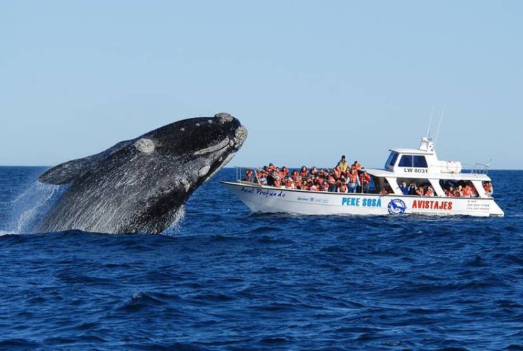 Puerto Madryn batió su récord de visitas