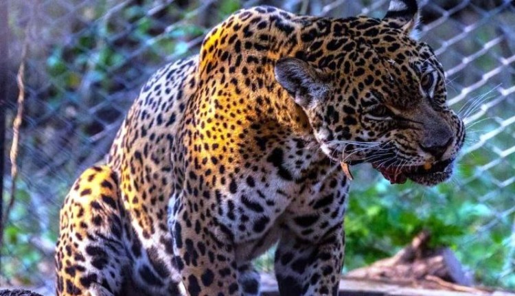 Chaco recuperará ambientes naturales y vida silvestre