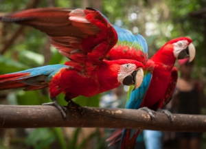 Puerto Iguazú será sede de la feria Volar 2025