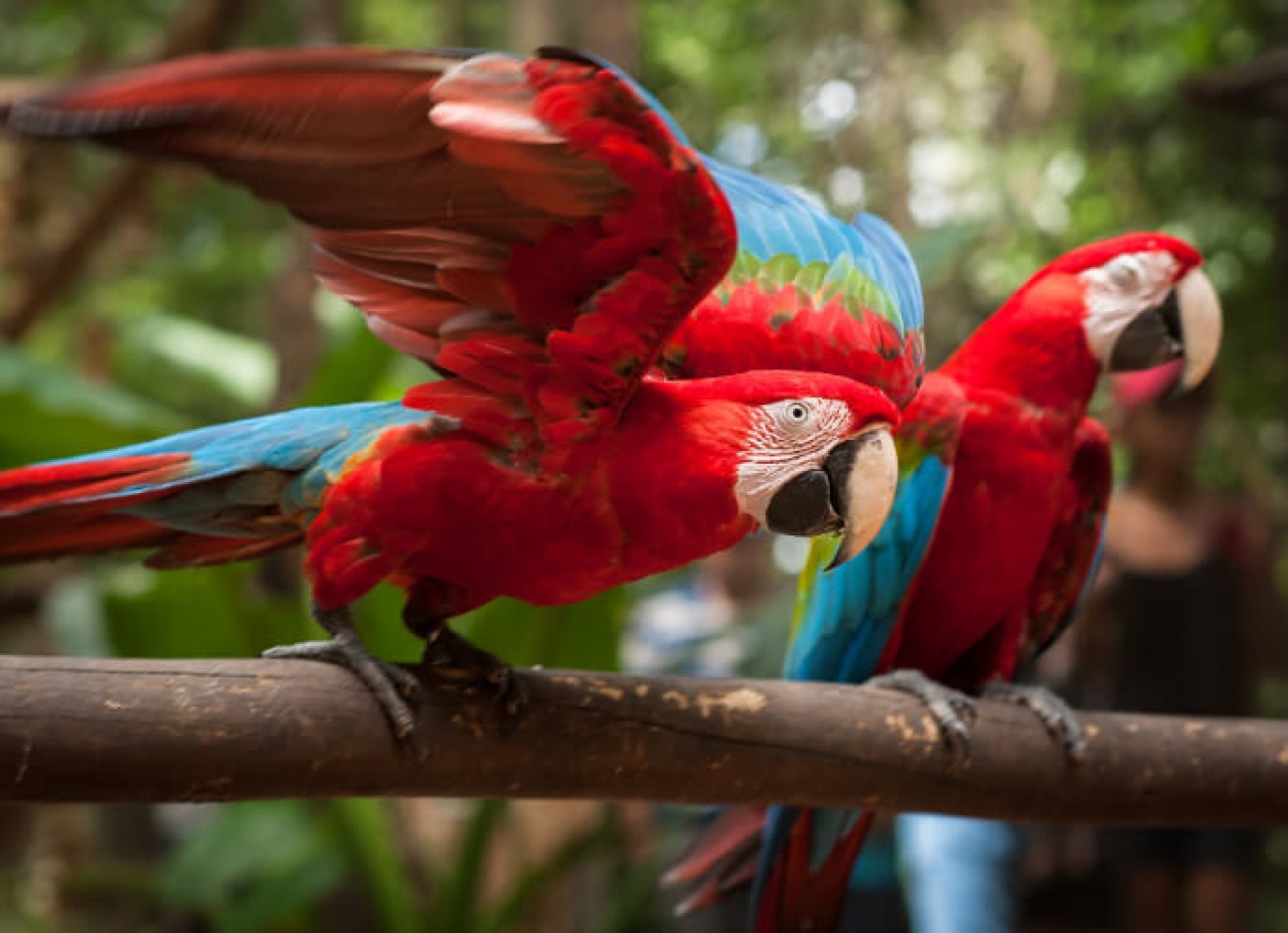 Puerto Iguazú será sede de la feria Volar 2025