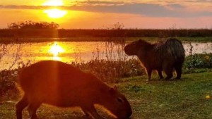 Se implementarán vuelos directos entre Buenos Aires y los Esteros del Iberá